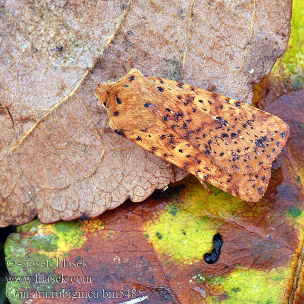 Dotted Chestnut Zimovnice rezavá Rost-Wintereule Keltapiiloyökkönen Orrhodie tigrée Gevlekte winteruil Taškuotasis vėlyvis Gult flatly Mora škvrnkatá Rostgult plattfly Совка желтоватая плоскотелая Conistra rubiginea