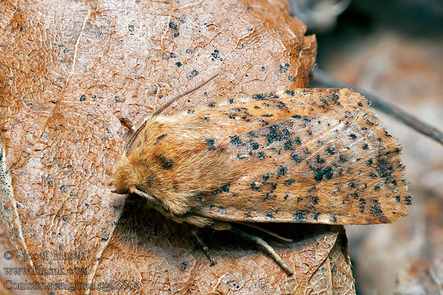 Conistra rubiginea Dotted Chestnut Zimovnice rezavá Rost-Wintereule Keltapiiloyökkönen