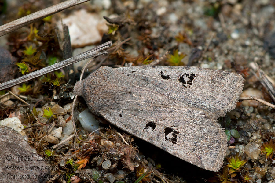 Feldholz-Wintereule Conistra rubiginosa