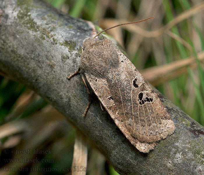 Conistra rubiginosa Zimovnice hojná