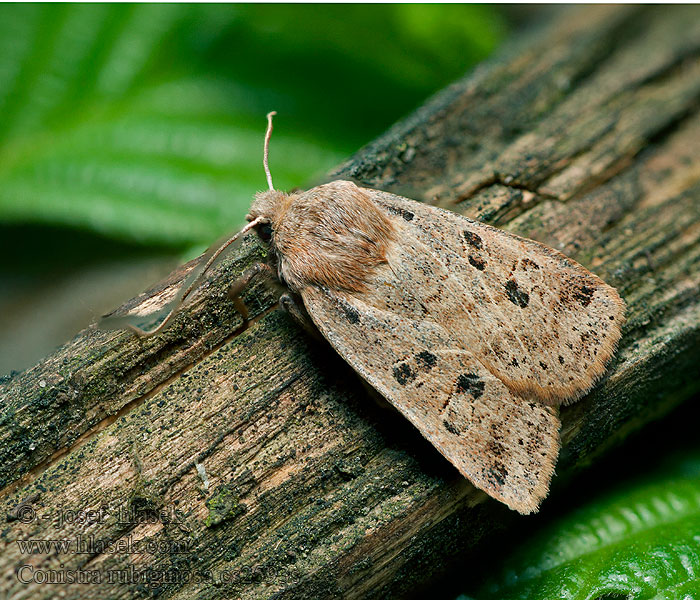 Conistra rubiginosa Zimovnice hojná