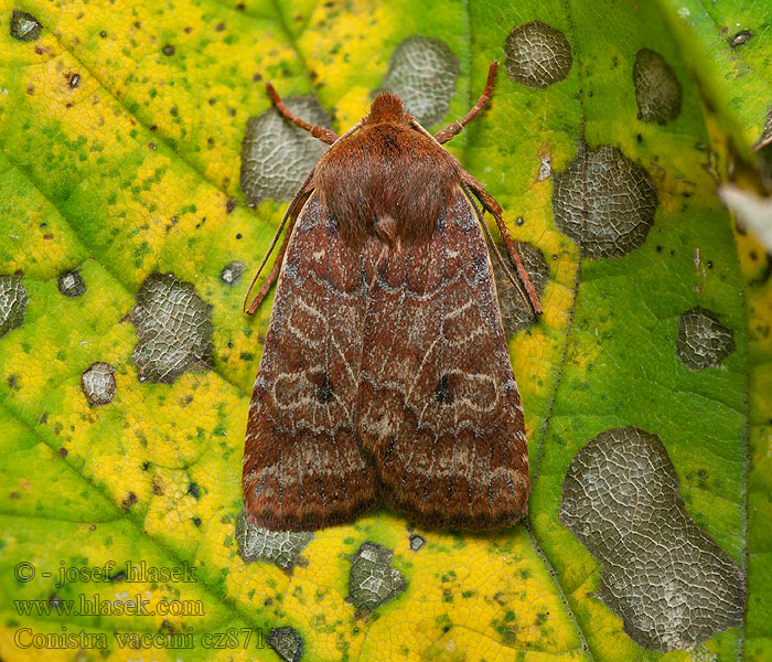 Lingonplattfly Conistra vaccinii