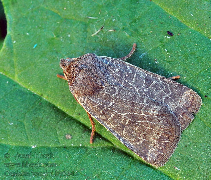 Conistra vaccinii Phalaena Zimovnice brusnicová Chestnut