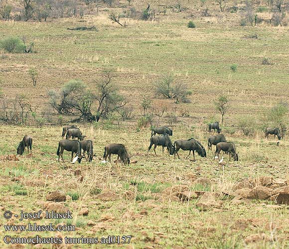 Connochaetes taurinus Blue Wildebeest Stripegnu Gnuen Okse