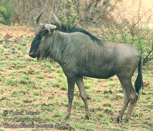 Connochaetes taurinus ad0166