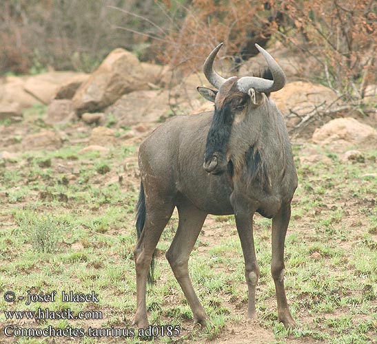 Gnu azzurro Csíkos gnú Streifengnu Gnu pręgowane