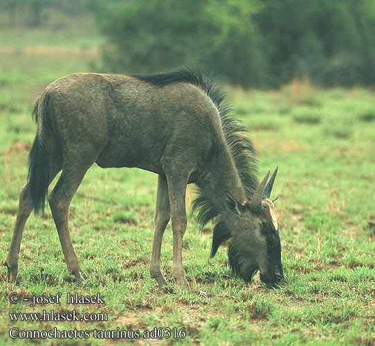 Connochaetes taurinus ad0316