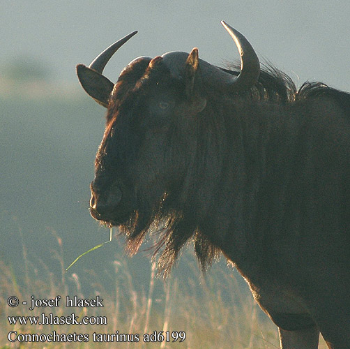 Blue Wildebeest Stripegnu Gnuen Okse gnu