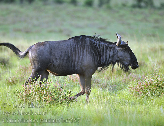 Streifengnu Gnu pręgowane Pakôň modrý Pakůň žíhaný