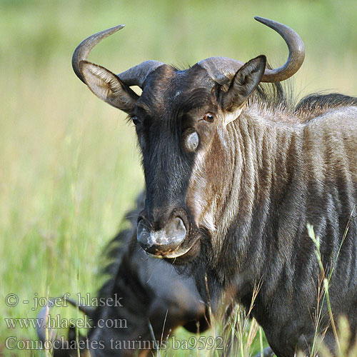 Gnu pręgowane Pakôň modrý Pakůň žíhaný modrý