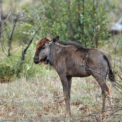 Connochaetes taurinus bb7721