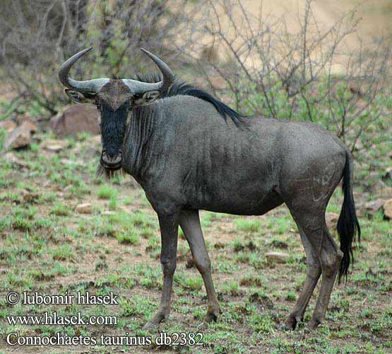 Ñu azul listado Vanlig gnu Strimmig Blouwildebees