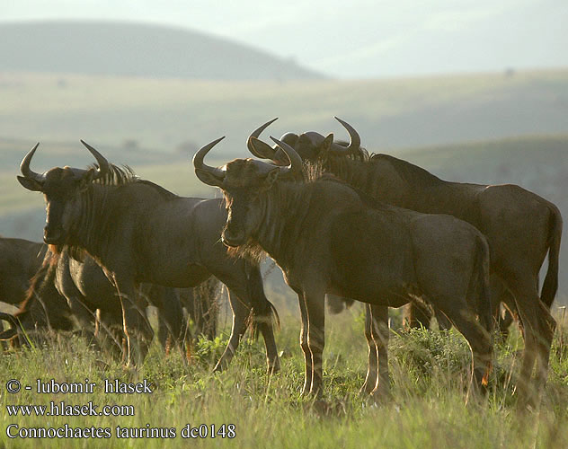 Connochaetes taurinus dc0148