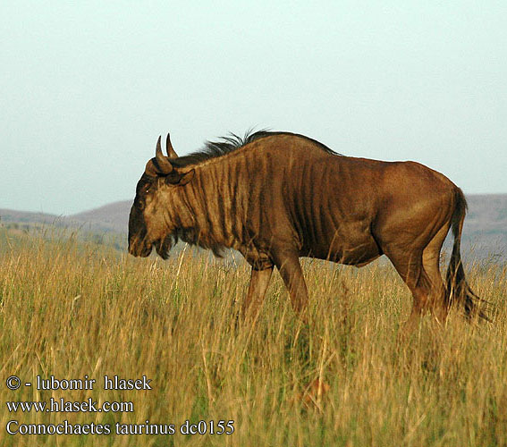 Connochaetes taurinus dc0155