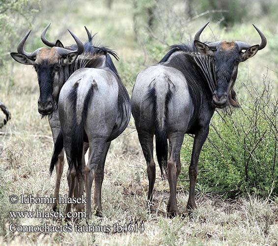 Çizgili gnu Connochaetes taurinus Blue Wildebeest