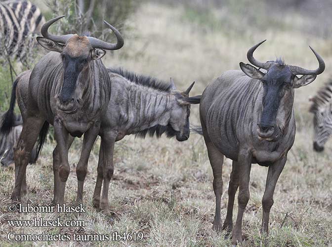 Connochaetes taurinus Blue Wildebeest Stripegnu Gnuen