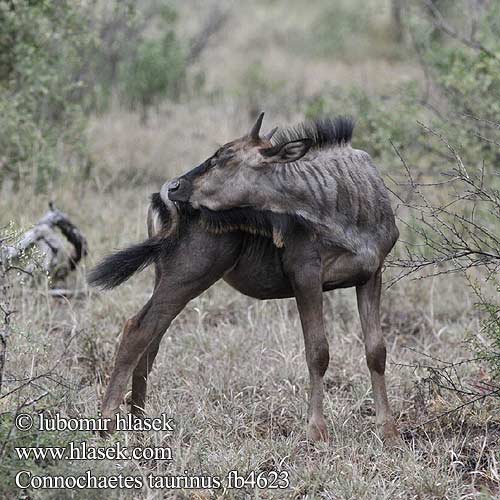 Connochaetes taurinus fb4623