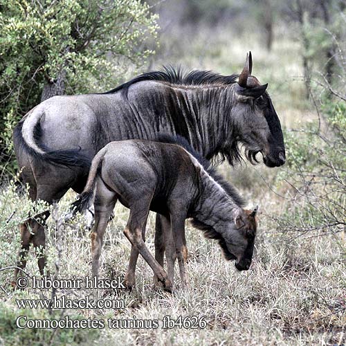 Connochaetes taurinus fb4626