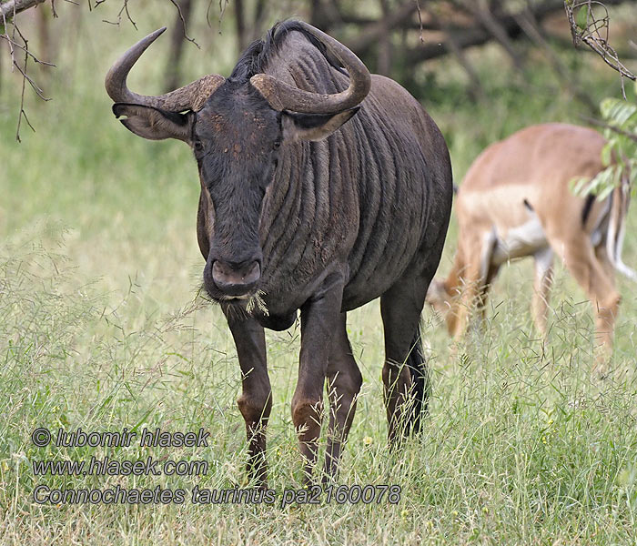 Connochaetes taurinus