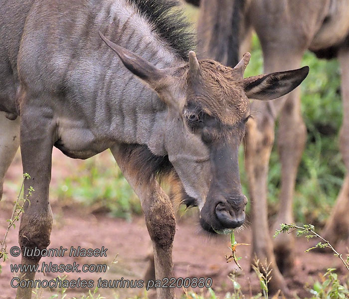 Connochaetes taurinus