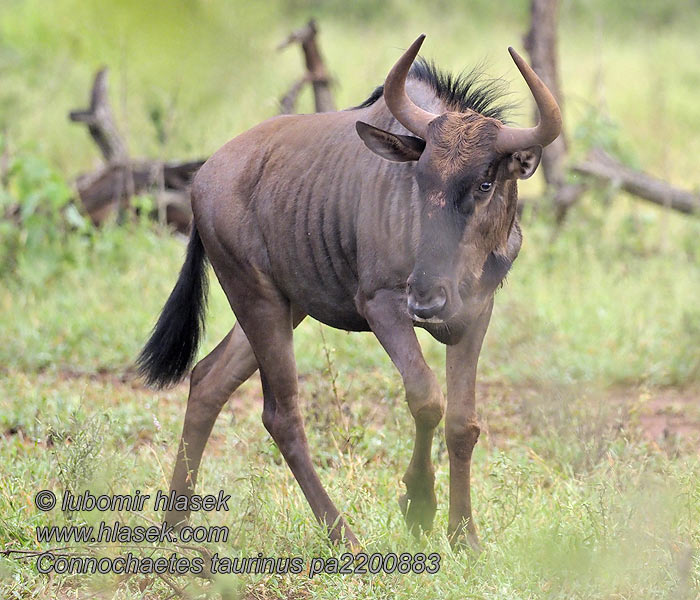 Connochaetes taurinus