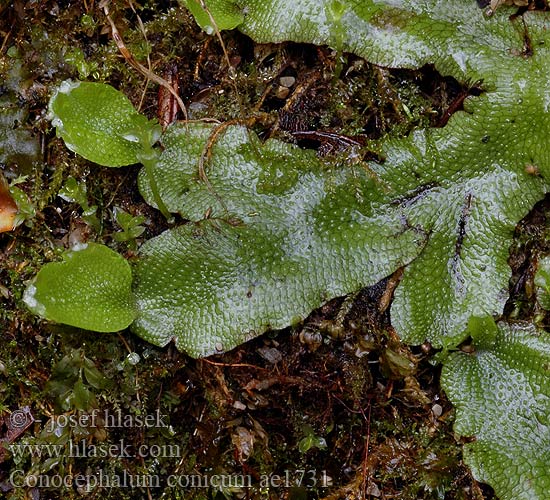 Conocephalum conicum Marchantica Fegatella conica Marchantia