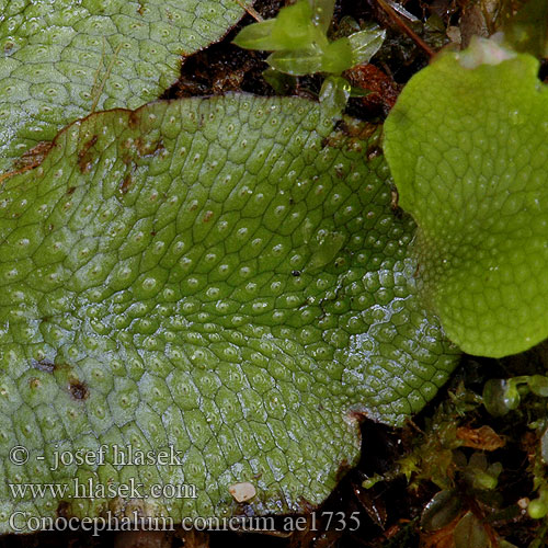 Snake Liverwort Scented Mřížkovec kuželovitý Ruutusammal