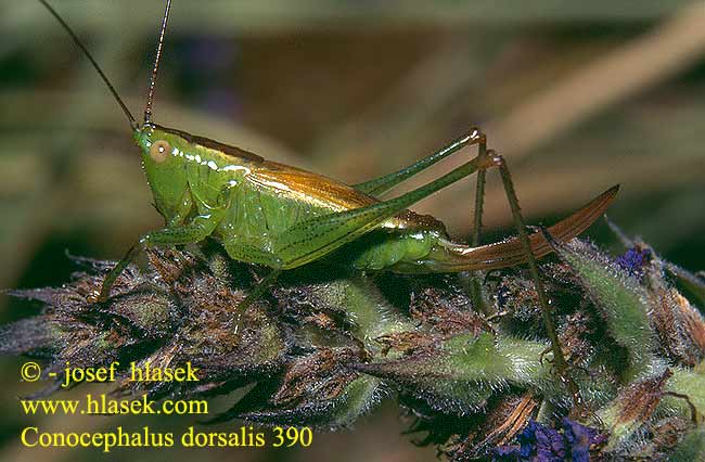 Conocephalus dorsalis Kurzflügelige Schwertschrecke Short Winged Conehead Cone head