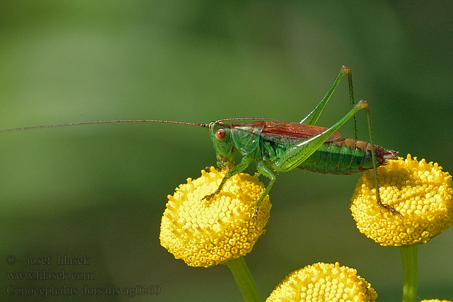 Miecznik łąkowy Sävvårtbitare Мечник короткокрылый Kobylka krátkokrídla Conocephalus dorsalis