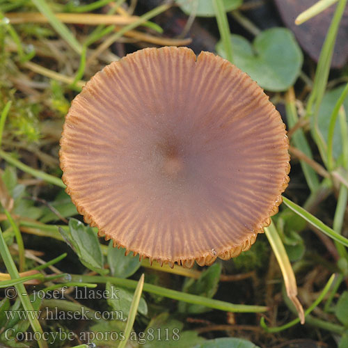 Conocybe aporos ag8118