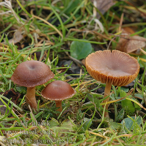 Conocybe aporos Voorjaarsbreeksteeltje Stożkówka wiosenna Tidlig Keglehat
