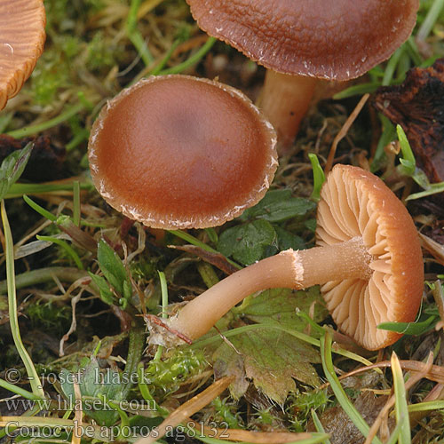 Conocybe aporos Čepičatka bezporá Frühlingsglockenschüppling Frühlings-Glockenschüppling