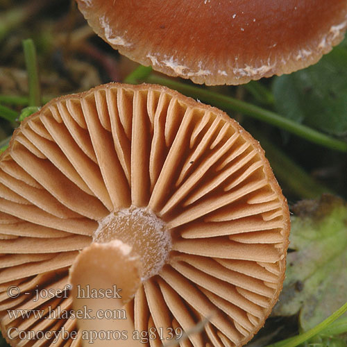 Conocybe aporos ag8139