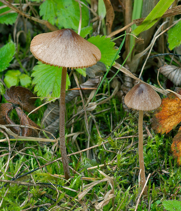 Conocybe subovalis Čepičatka oválná Knölhätting