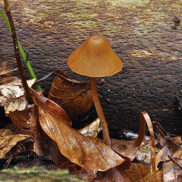 Conocybe subpubescens bp2285