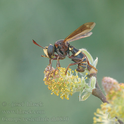 Conops vesicularis Grosse Wespendickkopffliege Большеголовка вздутая