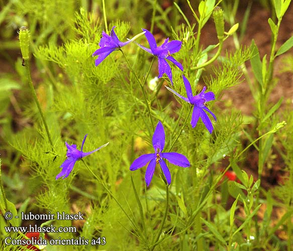 Consolida orientalis Delphinium orientale hispanicum ajacis