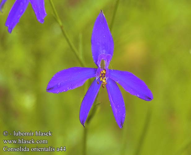 Ostrožka východní Eastern Larkspur Rocket Consolida orientalis