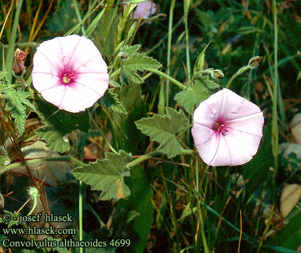 Convolvulus althaeoides UK: Vilucchio rosso FR: liseron de Provence fausse guimauve IT: Vilucchio rosso DE: Eibischblättrige Winde ES: Campanilla rosa melón Corretjola Vasco