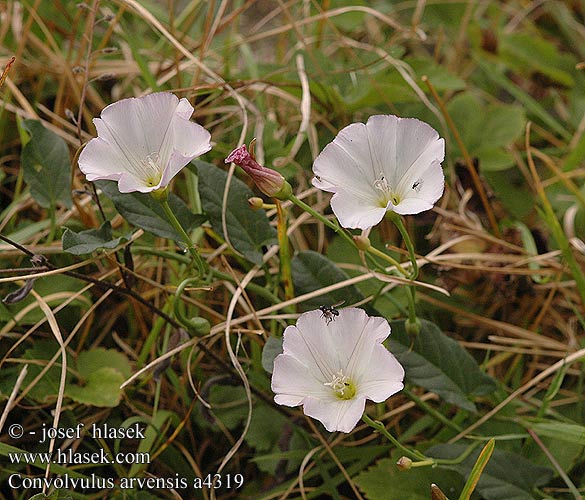 Convolvulus arvensis Field bindweed Ager snerle Peltokierto