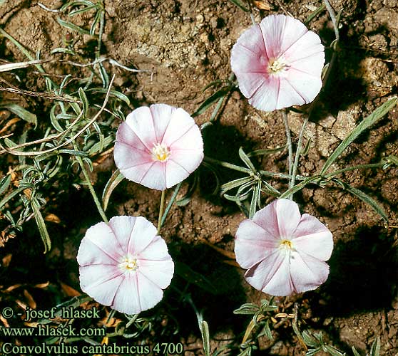 Convolvulus cantabricus FR: Liseron des monts cantabres IT: Vilucchio bicchierino HU: Borzas szulák SK: pupenec kantabrijský CZ: svlačec kantaberský ES: convolvulo SYN: cantabrica