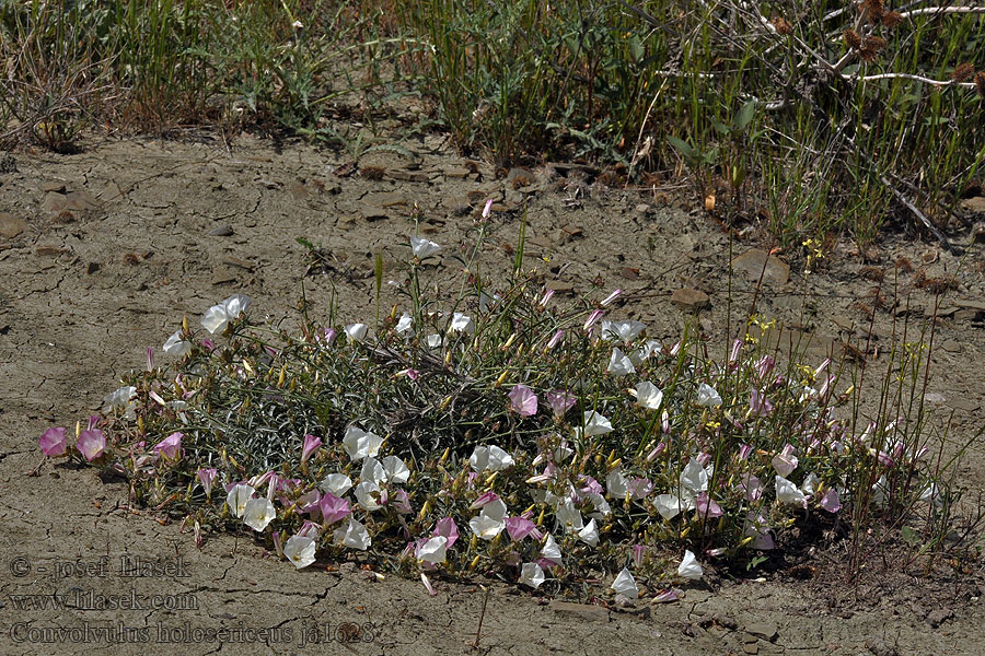 Convolvulus holosericeus