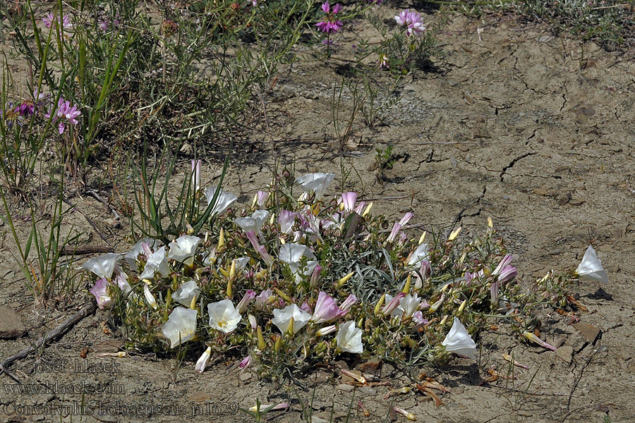 Convolvulus holosericeus