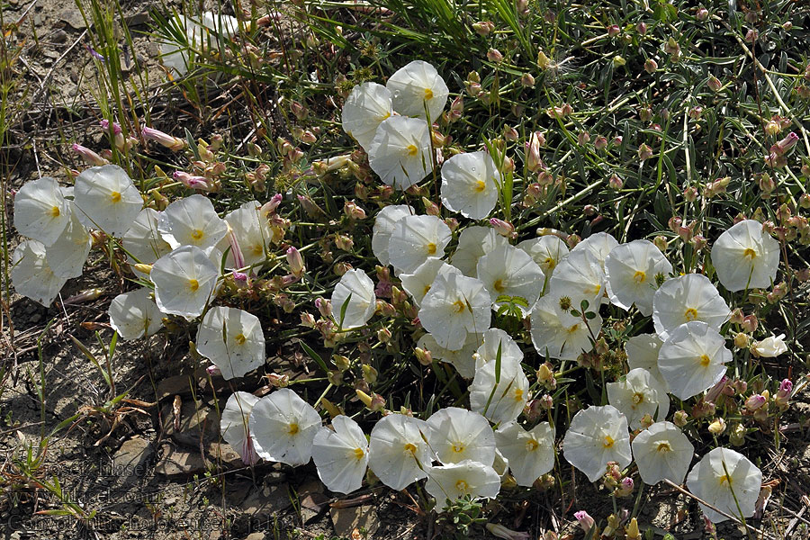 Convolvulus holosericeus