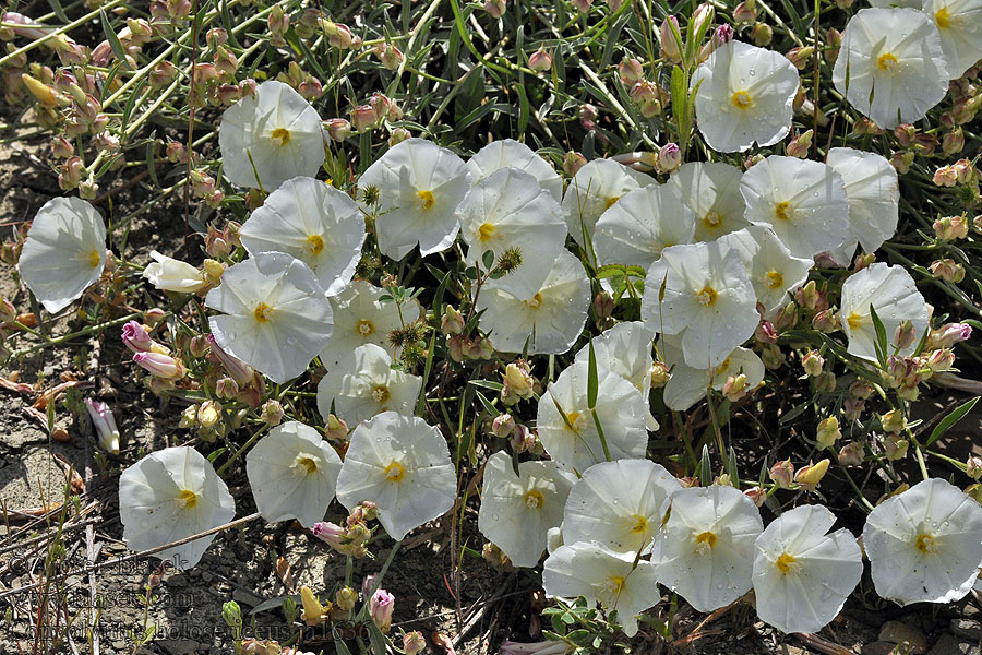 Convolvulus holosericeus