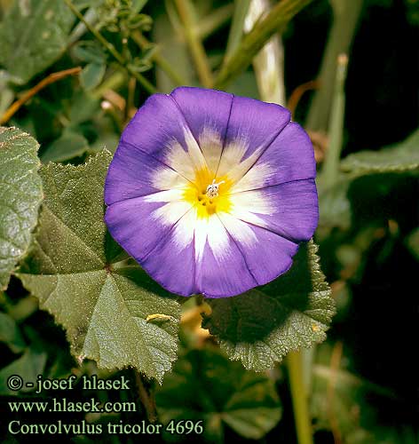 Convolvulus tricolor Dwarf Morning Glory Jomfruskort