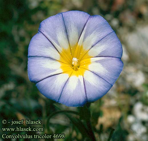 Convolvulus tricolor Belle de jour Vilucchio tricolore Dreifarbige Winde