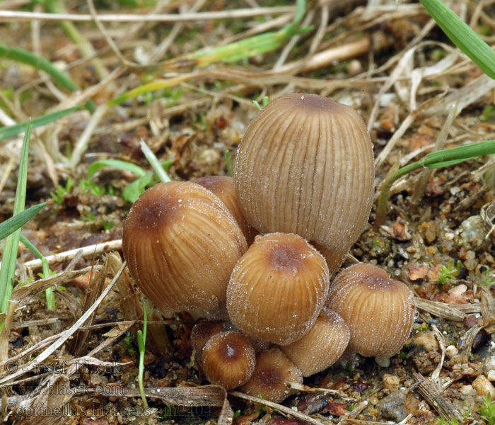 Coprinellus hiascens Hnojník roztrhaný Steifstieliger Tintling Bundelinktzwam Czernidłak twardotrzonowy