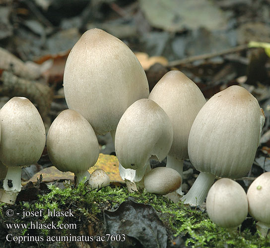 Coprinus acuminatus Hnojník hrotitý Kleine kale inktzwam