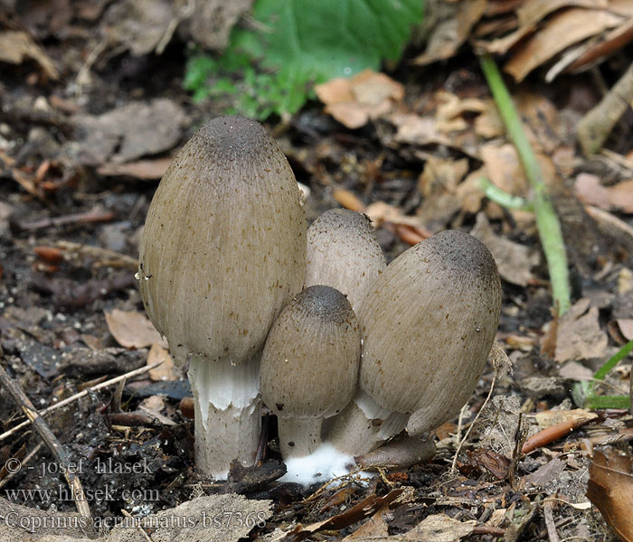 Czernidłak szpiczasty Spitzkegeliger Tintling Humpback Inkcap